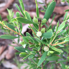 Styphelia mutica