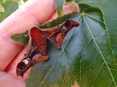 Holocerina smilax
