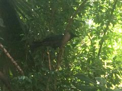 Corvus splendens