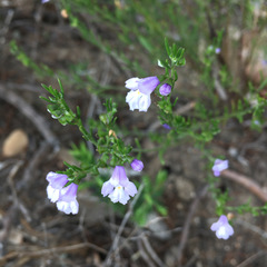 Prostanthera saxicola