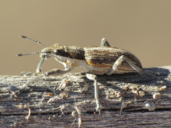 Charagmus intermedius