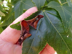 Holocerina smilax