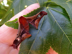 Holocerina smilax