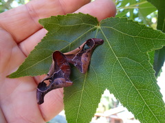 Holocerina smilax