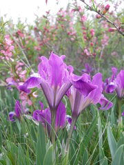 Iris pumila