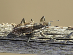 Charagmus intermedius