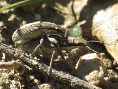 Charagmus intermedius