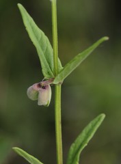 Scutellaria yezoensis