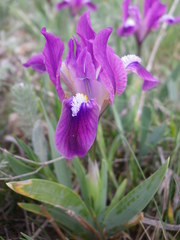 Iris pumila