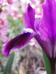 Iris pumila