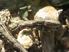 Charagmus intermedius