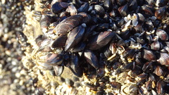 Brachidontes rodriguezii