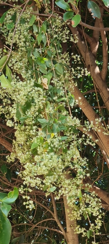 Brachystemma calycinum