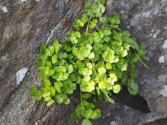 Pilea peploides major