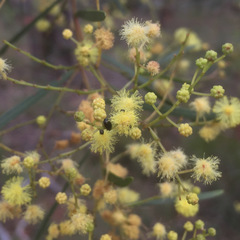 Acacia betchei