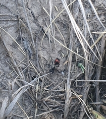 Cephalomutilla haematodes