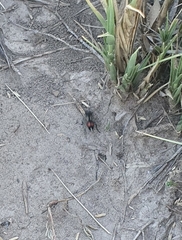 Cephalomutilla haematodes