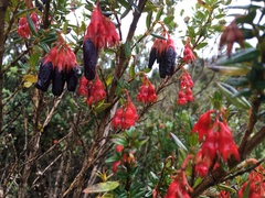 Brachyotum jamesonii