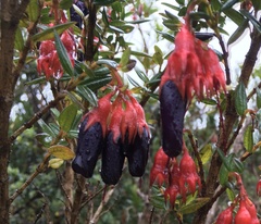 Brachyotum jamesonii