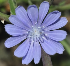 Cichorium endivia
