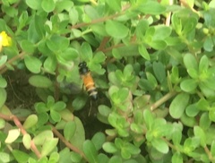 Apis dorsata