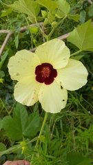 Hibiscus vitifolius