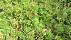 Apis dorsata
