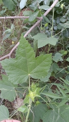 Hibiscus vitifolius