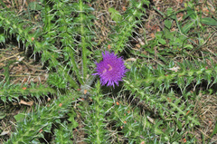 Cirsium acaule gregarium