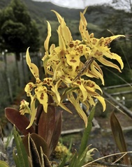 Cyrtochilum pardinum