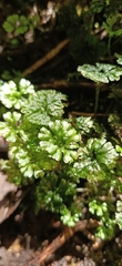 Hymenophyton
