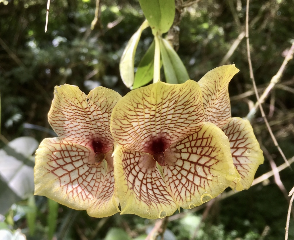 Telipogon hausmannianus