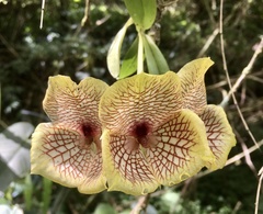 Telipogon hausmannianus