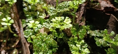 Hymenophyton