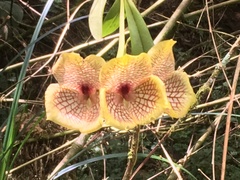 Telipogon hausmannianus