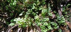 Hymenophyton