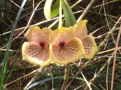 Telipogon hausmannianus