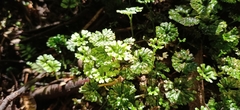 Hymenophyton