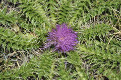 Cirsium acaule gregarium