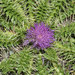 Cirsium acaule gregarium - Photo (c) faluke, algunos derechos reservados (CC BY-NC), subido por faluke