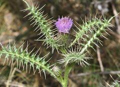 Cirsium acaule gregarium
