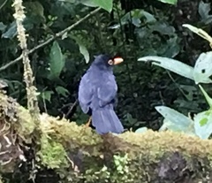 Turdus serranus