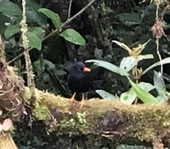 Turdus serranus