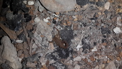 Compsobuthus schmiedeknechti