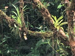 Turdus serranus
