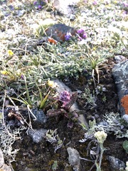 Pedicularis anthemifolia