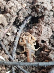 Compsobuthus schmiedeknechti