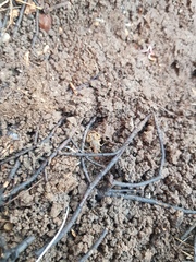 Compsobuthus schmiedeknechti