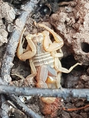 Compsobuthus schmiedeknechti