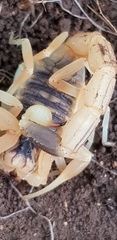 Leiurus hebraeus